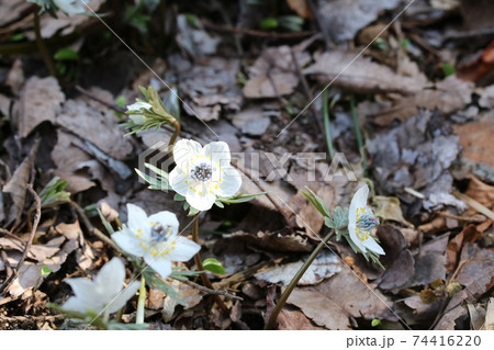見頃を迎えた早春の花 セツブンソウ 節分草 の写真素材