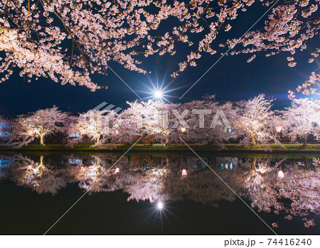 弘前城公園西濠の満開の夜桜 74416240