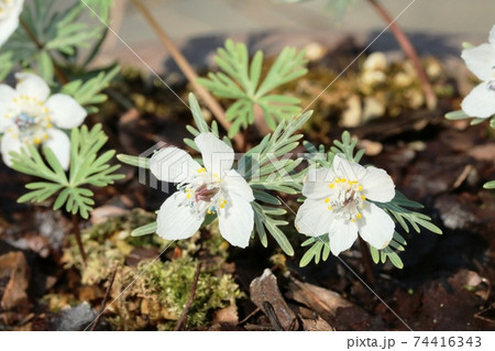 見頃を迎えた早春の花 セツブンソウ(節分草) 見頃を迎えた早春の花 セツブンソウ(節分草) 74416343