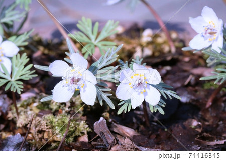 見頃を迎えた早春の花 セツブンソウ 節分草 の写真素材