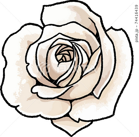 手描きベクターイラスト素材 白い薔薇のイラストのイラスト素材