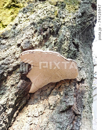 サルノコシカケ 下からの写真 サルノコシカケ 下からの写真 74416947