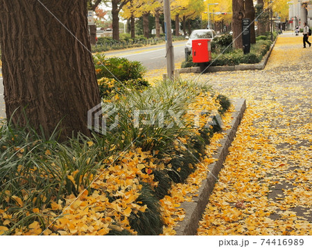 横浜 山下公園 紅葉 横浜 山下公園 紅葉 74416989
