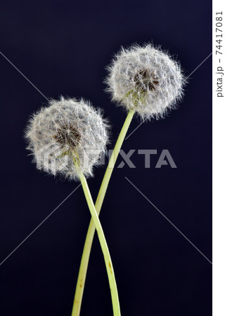 タンポポ綿毛 74417081