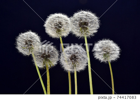 タンポポ綿毛 タンポポ綿毛 74417083