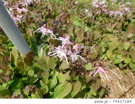小石川植物園のイカリソウ 74417184