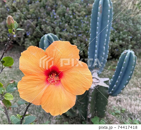 公園に咲くサボテンとオレンジ色のハイビスカスの写真素材