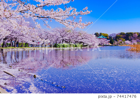 桜 上野公園 東京 【東京の春のイメージ】 桜 上野公園 東京 【東京の春のイメージ】 74417476