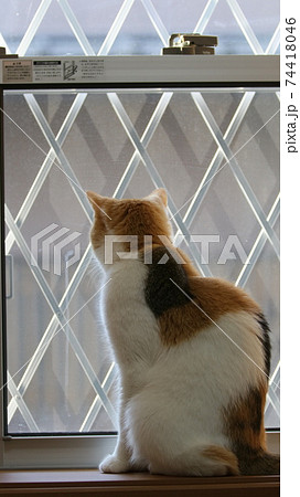 三毛猫の後ろ姿 74418046