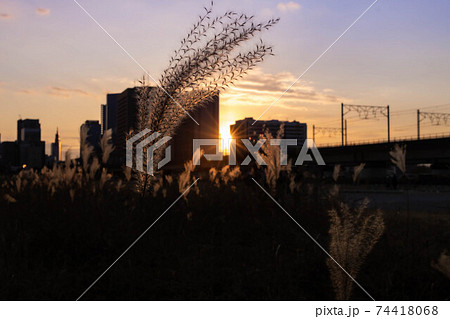 土手に咲く薄と夕暮れ 土手に咲く薄と夕暮れ 74418068