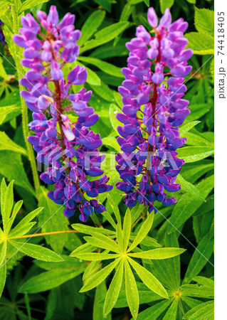 purple pink lupine blooming in the fog. close up of flowers in dew drops. beautiful nature background in summer. purple pink lupine blooming in the fog. close up of flowers in dew drops. beautiful nature background in summer. 74418405