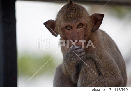 可愛いサルの写真素材