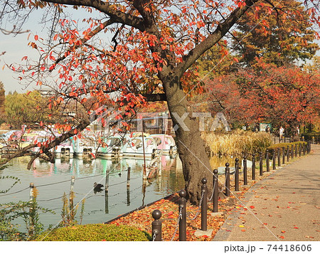 上野公園 紅葉 上野公園 紅葉 74418606