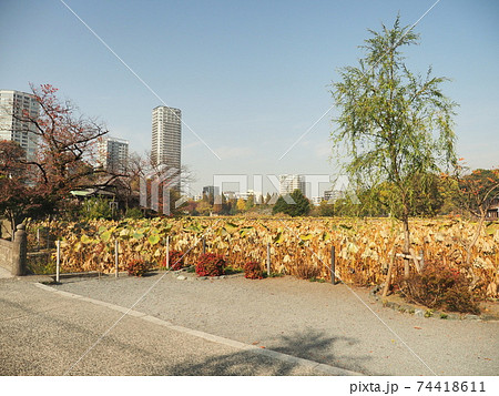 上野公園 紅葉 上野公園 紅葉 74418611