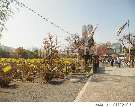 上野公園 紅葉 上野公園 紅葉 74418612