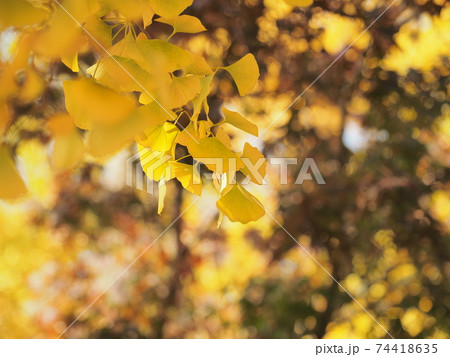 上野公園 紅葉 上野公園 紅葉 74418635
