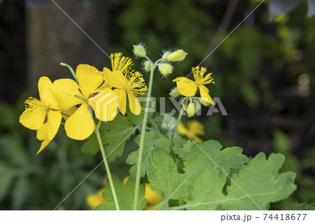 クサノオウの花をアップ クサノオウの花をアップ 74418677