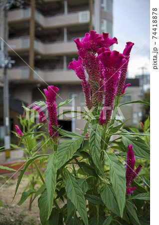 赤いモコモコの花ケイトウ 74418878