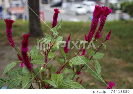 赤いモコモコの花ケイトウ 74418880