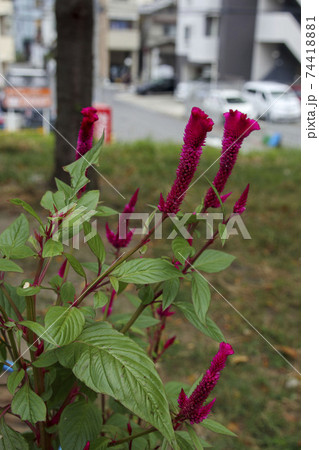 赤いモコモコの花ケイトウ 赤いモコモコの花ケイトウ 74418881