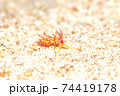 ウミウシ 74419178
