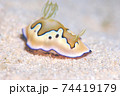 ウミウシ 74419179