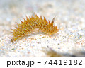ウミウシ 74419182