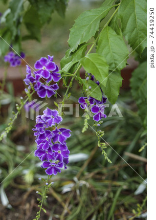 紫の小さな花 デュランタ ハリマツリ 紫の小さな花 デュランタ ハリマツリ 74419250