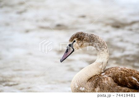 wild gray goose walks through the snow to the seashore in winter. wild gray goose walks through the snow to the seashore in winter. 74419481