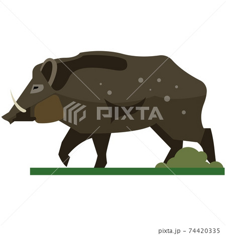 Big Boar Or Wild Forest Pig Isolated On White のイラスト素材