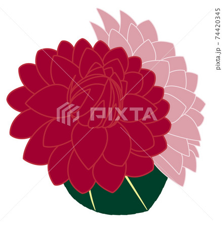 白バックにデコラティブ咲きの赤色の斜め上向きのダリアと横向きのピンク色のダリアのイラスト素材
