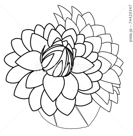 白バックに斜め上向きと横向きの2つのデコラティブ咲きのダリアのイラスト素材