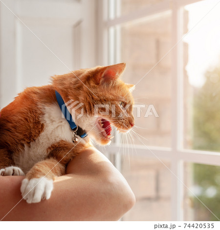 Young angry red tabby domestic cat hissing and meowing looking outside through window Young angry red tabby domestic cat hissing and meowing looking outside through window 74420535