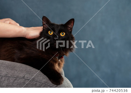 Black fluffy domestic cat lying down with comfort on owners knees. Pet portrait with copy space Black fluffy domestic cat lying down with comfort on owners knees. Pet portrait with copy space 74420536