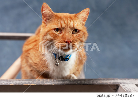 Sad domestic red tabby cat sitting at home Sad domestic red tabby cat sitting at home 74420537