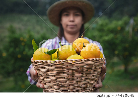 Asian woman gardener holding a basket of oranges showing and giving oranges in the oranges field garden in the morning time. Asian woman gardener holding a basket of oranges showing and giving oranges in the oranges field garden in the morning time. 74420649