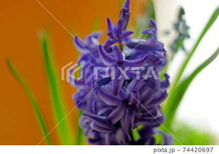青紫色のダッチヒヤシンス鉢植え 74420697