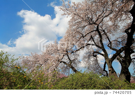 桜 桜 74420705