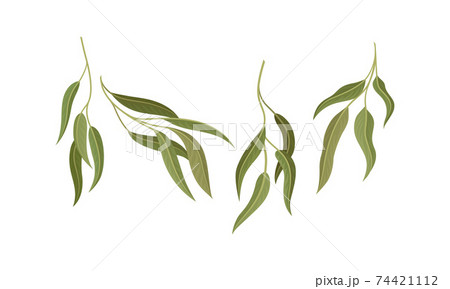 Evergreen Eucalyptus Branch with Waxy Glaucous Narrow Leaves Vector Set 74421112