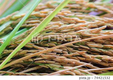 Close Up of yellow paddy rice with green leaf on wooden background Close Up of yellow paddy rice with green leaf on wooden background 74421532