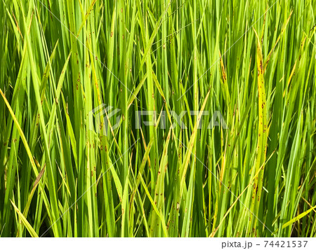 close up Rice Blast Disease in paddy field close up Rice Blast Disease in paddy field 74421537