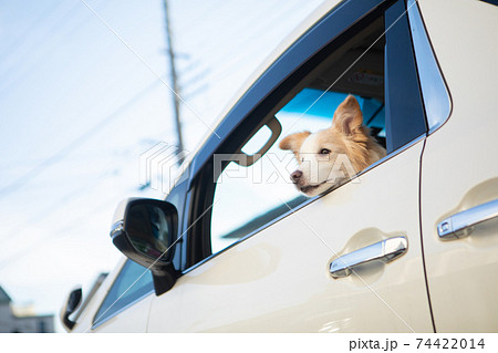 停車中の車内に残ったボーダーコリー 停車中の車内に残ったボーダーコリー 74422014