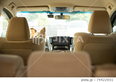 停車中の車内に残ったボーダーコリー 74422031