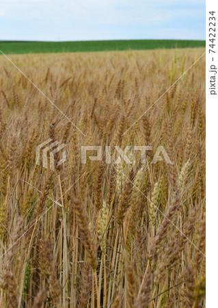 美瑛の麦畑 美瑛の麦畑 74422234