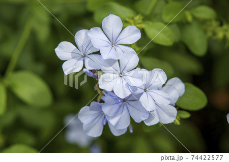 水色の小さな花ルリマツリ 水色の小さな花ルリマツリ 74422577