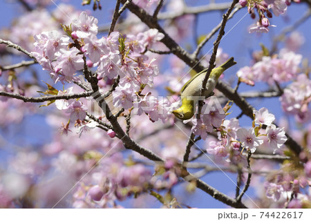 河津桜の蜜を吸うメジロ【早春】満開の桜 74422617