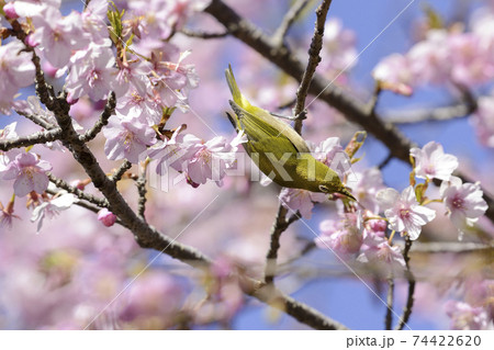 河津桜とメジロ【早春】満開の桜 河津桜とメジロ【早春】満開の桜 74422620