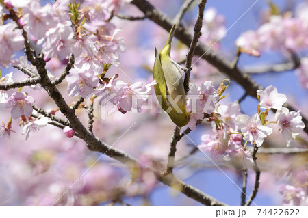 河津桜の蜜を吸うメジロ【早春】満開の桜 河津桜の蜜を吸うメジロ【早春】満開の桜 74422622