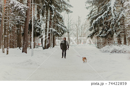 man walks with a corgi dog man walks with a corgi dog 74422859