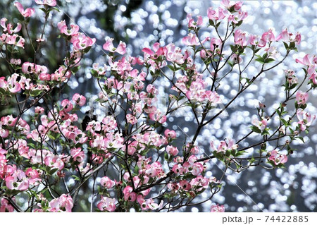 池の水面の輝きをバックにきれいに咲いたアメリカハナミズキの花 74422885